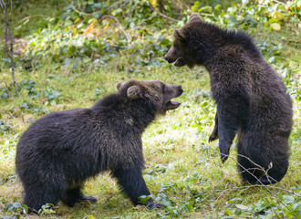 Two brown bear cubs play fighting