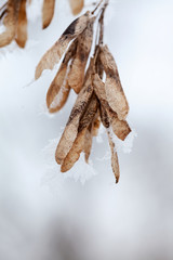 Branches and leaves full of hoarfrost with natural background
