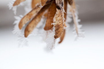 Branches and leaves full of hoarfrost with natural background