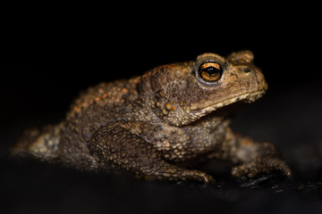 Juvenile common toad (Bufo bufo) against black background. Familiar amphibian at night on burnt wood, with bright eyes visible