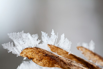 Branches and leaves full of hoarfrost with natural background