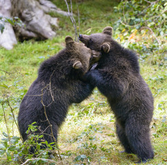Two brown bear cubs play fighting