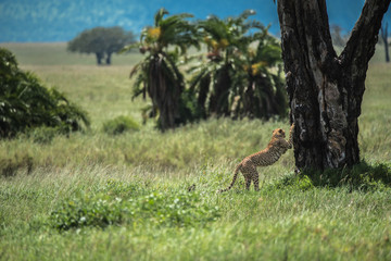 Cheetah sharpening claws on the bark of a tree before a hunt on the Serengeti Plains, Tanzania