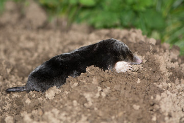 European mole (Talpa europaea) on mole hill. Dead animal on top of mole hill, appearing alive,...