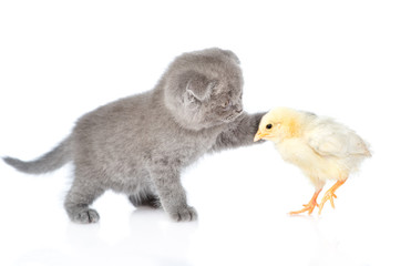 kitten touches chicken. isolated on white background.
