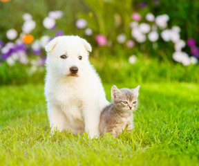 White Swiss Shepherd`s puppy sitting with tiny kitten on green grass