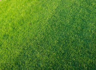 Golf Courses green lawn