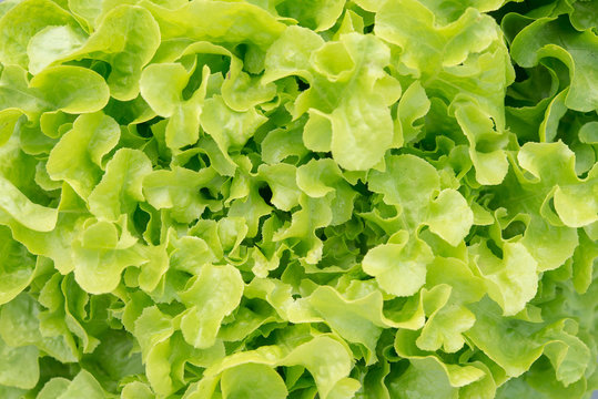 Green Oak salad plant, hydroponic vegetable leaves