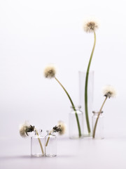 Composition with dandelion seeds and small glass bottles with grey background
