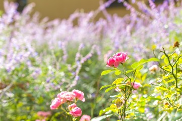 The pink fairy rose flower in autumn
