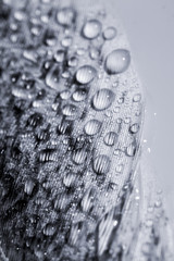 Abstract composition with colorful hen feather with water drops