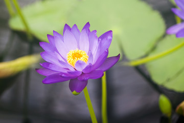 Nymphaea - beautiful water lily from Kew Gardens - Kew's stowaway blues. Beautiful details and colors 