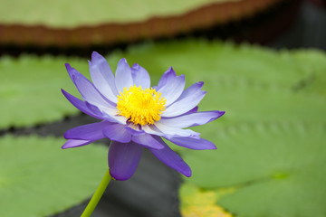 Nymphaea - beautiful water lily from Kew Gardens - Kew's stowaway blues. Beautiful details and...