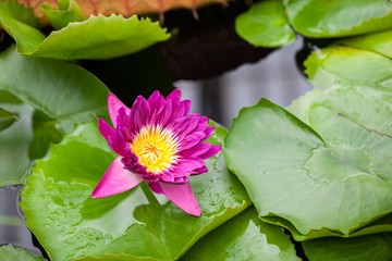 Beautiful, pink water lily from Kew Gardens - beautiful details and colors