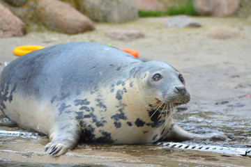 Seal