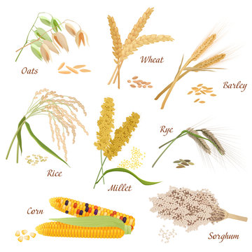 Cereal Plants vector icons illustrations. Oats wheat barley rye millet rice sorghum corn set.