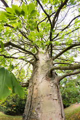 Fototapeta premium Castanea crenata (Japanese chestnut)