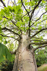 Castanea crenata (Japanese chestnut)
