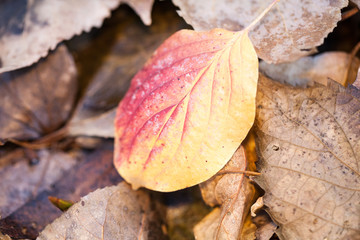 Late autumn in the park with beautiful, colorful leaves