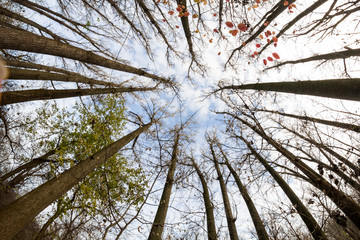 Late autumn in the park with beautiful, colorful leaves. Fisheye lens effects