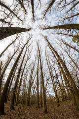Fototapeta premium Late autumn in the park with beautiful, colorful leaves. Fisheye lens effects