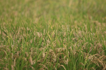 Obraz premium 稲穂