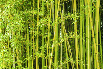 green bamboo background