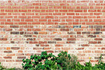 Red brick wall and weed for background use