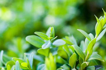 Obraz premium Buxus sempervirens bush - macro details with soft focus