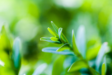 Buxus sempervirens bush - macro details with soft focus