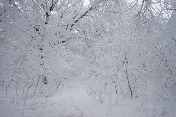 Snowing landscape in the park