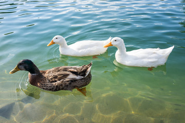 Ducks in lake