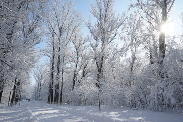 Snowing landscape in the park