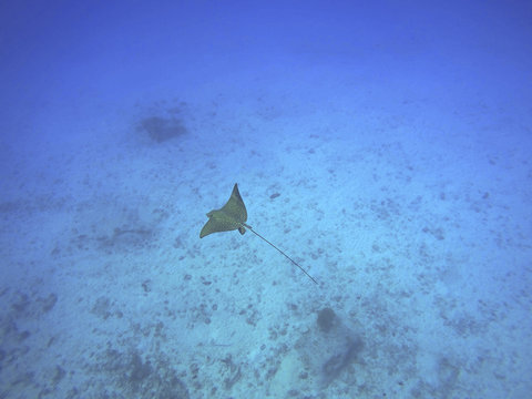 Spotted eagle ray