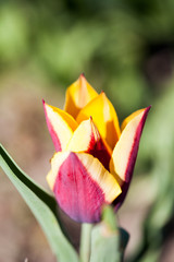 Violet and yellow tulips with natural background