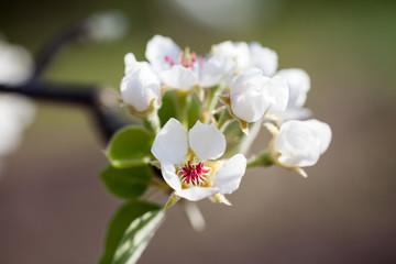Beautiful pear tree flowers with natural background and soft focus. High resolution and quality