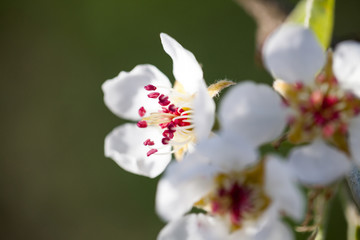 Beautiful pear tree flowers with natural background and soft focus. High resolution and quality