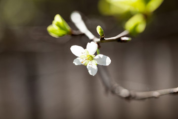 Spring blooming on sour cherry tree branches