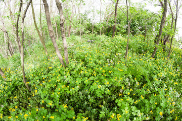 Fototapeta na wymiar Celandine (Chelidonium majus) plants and flowers in the forest. Fisheye lens effects and soft focus