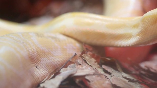 Golden Thai Python (Python bivittatus) snake
