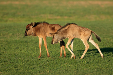 Naklejka na ściany i meble Two young blue wildebeest calves (Connochaetes taurinus), Kalahari, South Africa.
