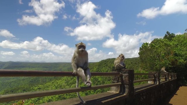 Ape in the rainforest, Mauritius