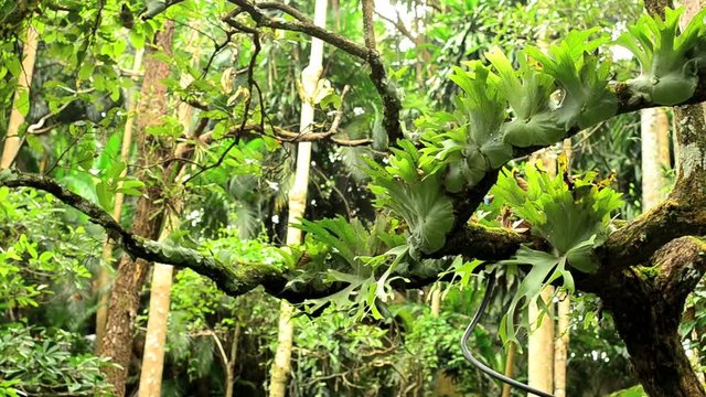 tropical fern, parasite plant, Staghorn fern  rowing on a tree in a forest , Thailand  