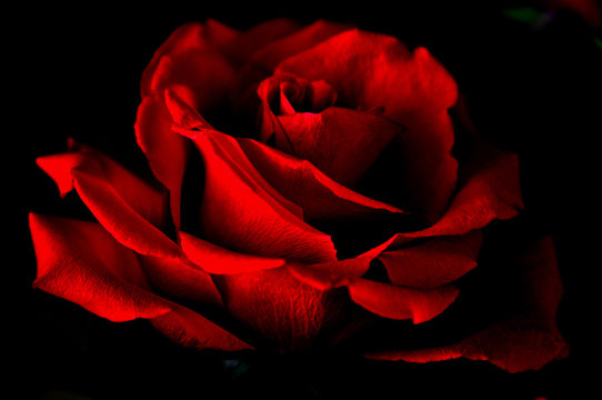 Fototapeta Red rose close up