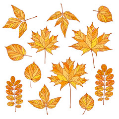 Set of vector autumn leaves. Maple, linden, acacia, acer