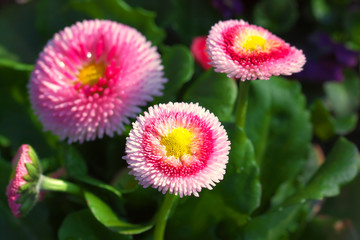 Strahlende Edel-GÃ¤nseblÃ¼mchen - Makro von frisch erblÃ¼hten GÃ¤nseblÃ¼mchen