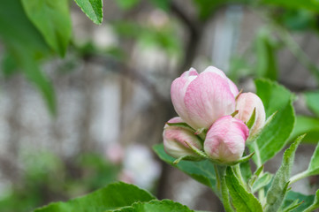 Flower of apple
