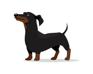 Dachshund Dog Vector Flat Design Illustration