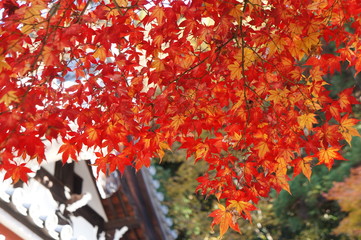 紅葉のグラデーション