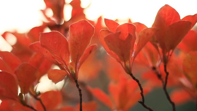 ドウダンツツジの紅葉